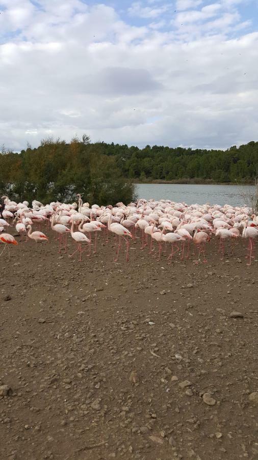 Appartement Le Flamant Rose Пор-ла-Нувель Екстер'єр фото